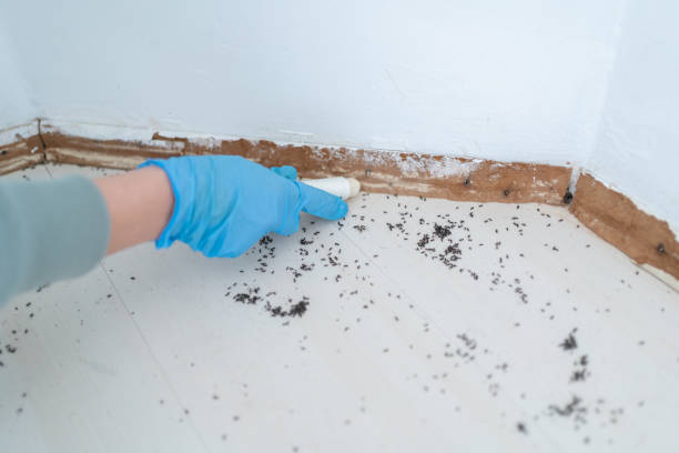 Best Wasp Removal Services  in Warren, MI